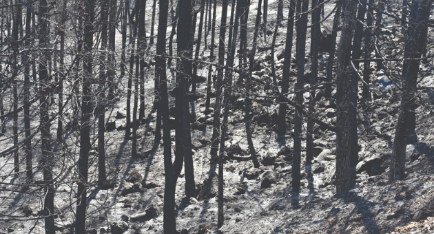 נזקי השריפה ביער צ'רצ'יל