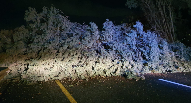 עץ נפל על כביש 65