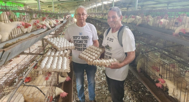 חברי קיבוץ בית אלפא מסייעים באיסוף ביצים במרגליות