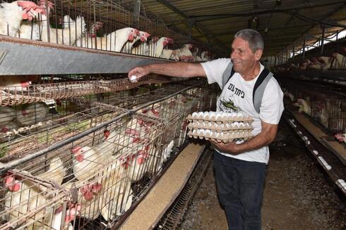 חברי קיבוץ בית אלפא מסייעים באיסוף ביצים במרגליות